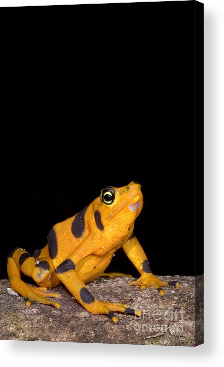 Nature Acrylic Print featuring the photograph Harlequin Toad #22 by Dante Fenolio
