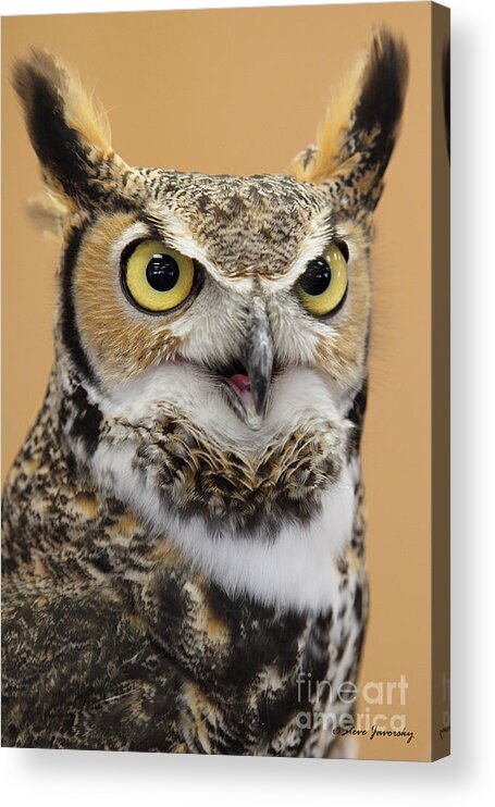 Great Horned Owl Acrylic Print featuring the photograph Great Horned Owl #3 by Steve Javorsky