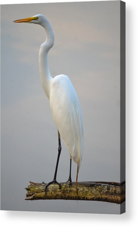  Acrylic Print featuring the photograph Great White Heron #3 by Brian Stevens