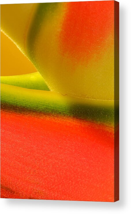 Flowers Acrylic Print featuring the photograph Photograph of a Lobster Claws Heliconia #4 by Perla Copernik