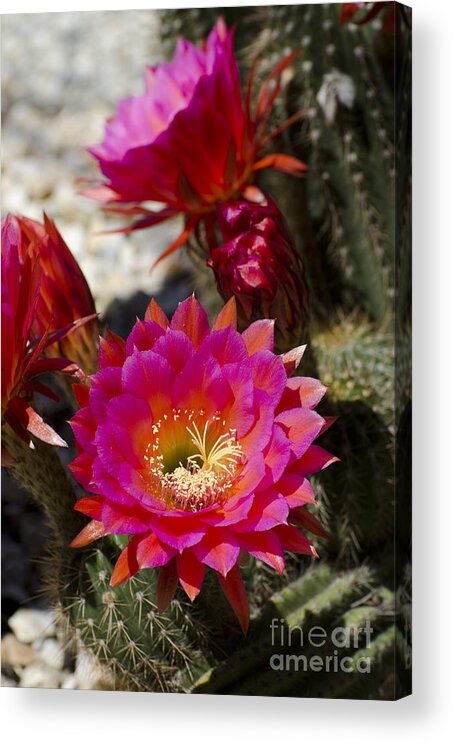 Cactus Acrylic Print featuring the photograph Pink cactus flowers #3 by Jim And Emily Bush