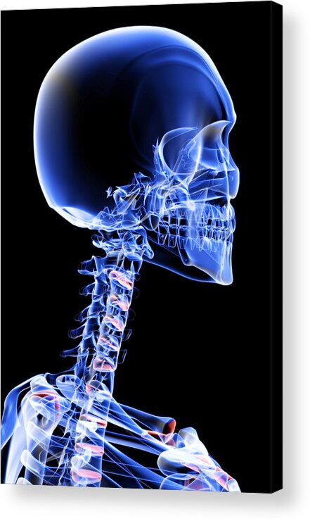 Vertical Acrylic Print featuring the digital art The Bones Of The Head And Neck #3 by MedicalRF.com