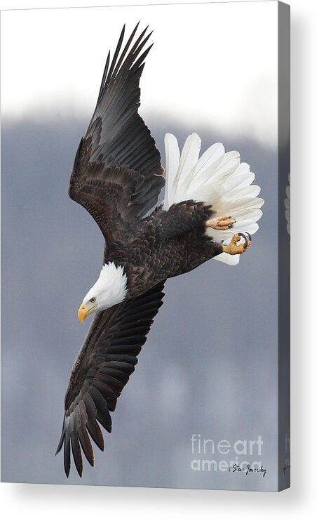 Bald Eagles Acrylic Print featuring the photograph Bald Eagle #4 by Steve Javorsky