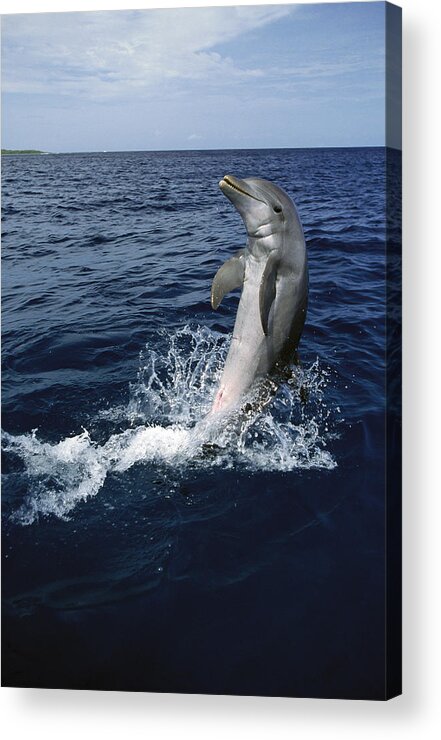 Mp Acrylic Print featuring the photograph Bottlenose Dolphin Tursiops Truncatus #4 by Konrad Wothe