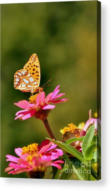 Papillon Acrylic Print featuring the photograph Papillon #4 by Sylvie Leandre