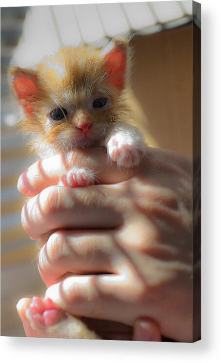 Animal Acrylic Print featuring the photograph Kitty #5 by Michael Goyberg