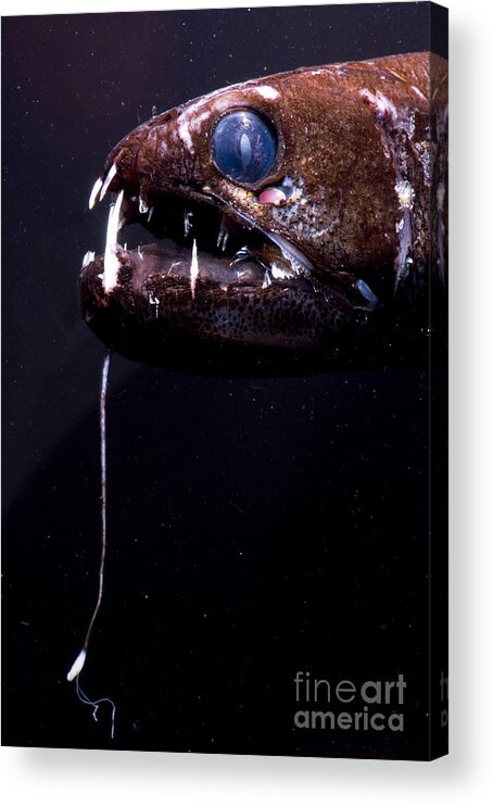 Stomias Acrylic Print featuring the photograph Dragonfish #9 by Dante Fenolio