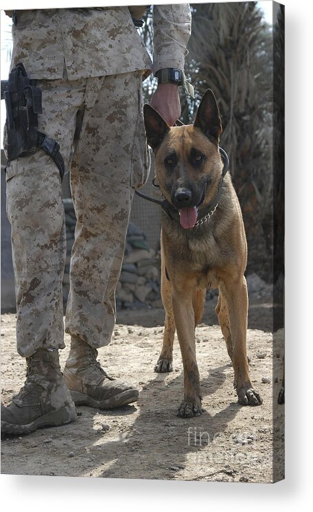Operation Force Protection Acrylic Print featuring the photograph A Belgium Malonois Military Working Dog by Stocktrek Images