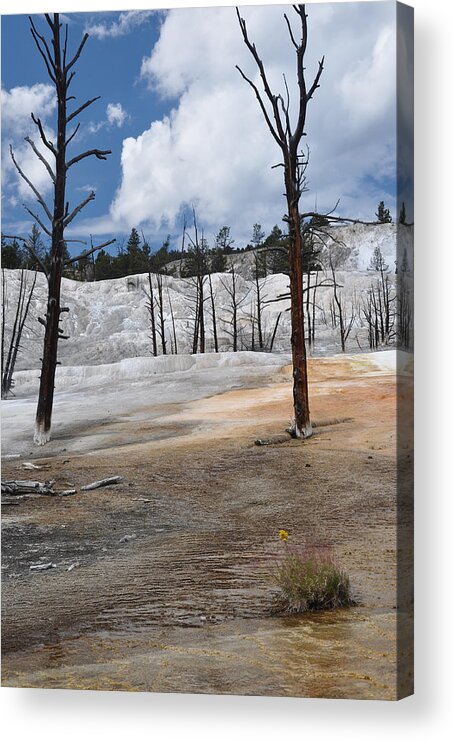 Mammoth Hot Springs Acrylic Print featuring the photograph A flower blooms in Mammoth Hot Springs by Victoria Porter