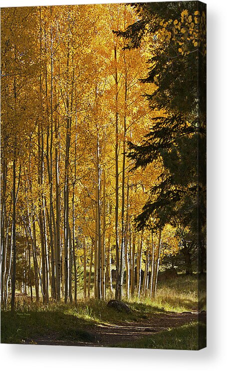 Fall Acrylic Print featuring the photograph A Golden Trail by Phyllis Denton