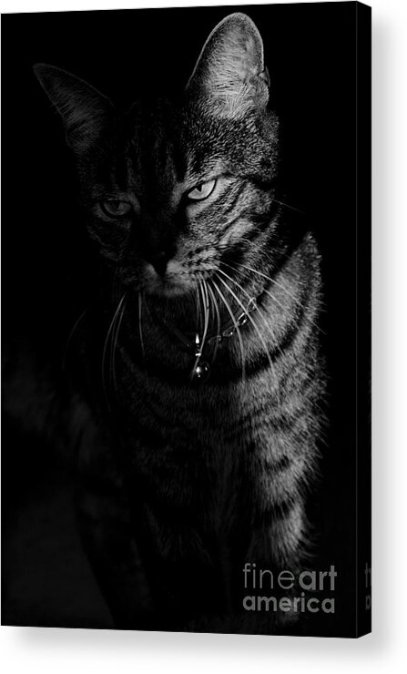 Pets Acrylic Print featuring the photograph A Heart Of A Lion by Nick Scott