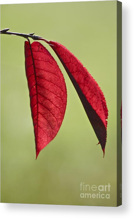 Photography Acrylic Print featuring the photograph A Pair of Red Leaves by Sean Griffin