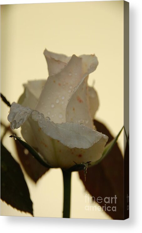 Rose Acrylic Print featuring the photograph A Single White Rose by Randy J Heath