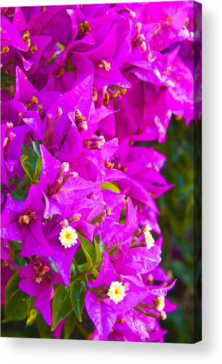 Barcelona Acrylic Print featuring the photograph A Wall of Flowers by Richard Henne