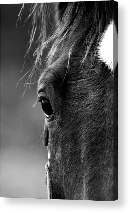 Horse Acrylic Print featuring the photograph A Watchful Eye by Steve Parr