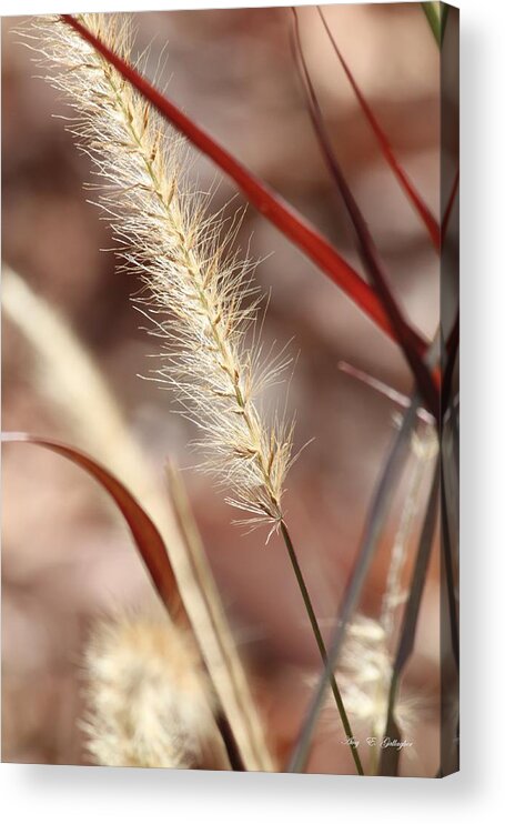 Grain Acrylic Print featuring the photograph A Whisper In The Wind by Amy Gallagher