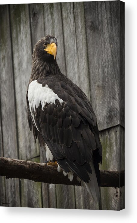 Eagle Acrylic Print featuring the photograph African Eagle by Rebecca Samler