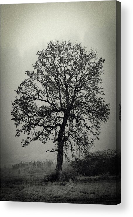 Black And White Acrylic Print featuring the photograph Age Old Tree by Steve McKinzie