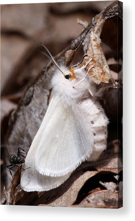 Spilosoma Congrua Acrylic Print featuring the photograph Agreeable Tiger Moth With Ant by Daniel Reed