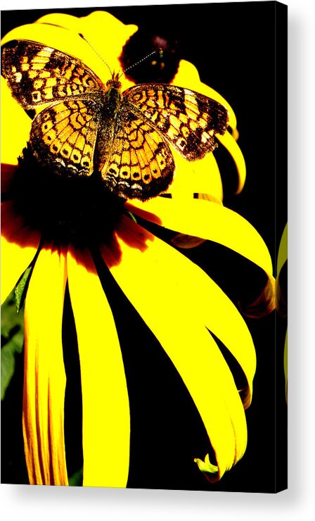 Butterfly Acrylic Print featuring the photograph All To Myself by Kim Galluzzo