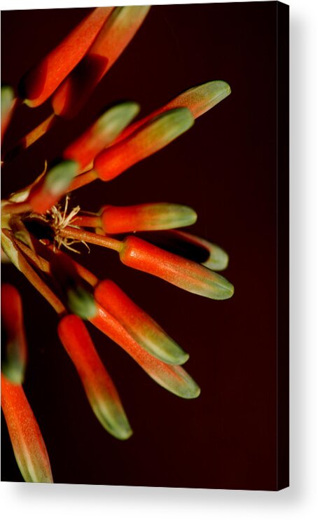 Aloe Acrylic Print featuring the photograph Aloe Bloom 5 by David Weeks