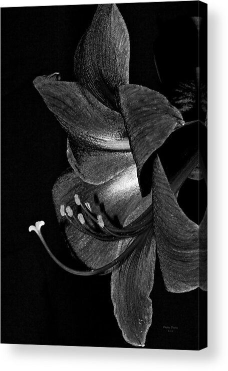 Amaryllis Acrylic Print featuring the photograph Amaryllis Flower Side View Black And White by Phyllis Denton