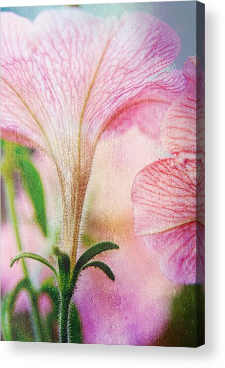 Petunias Acrylic Print featuring the photograph And It Was Good by Bonnie Bruno