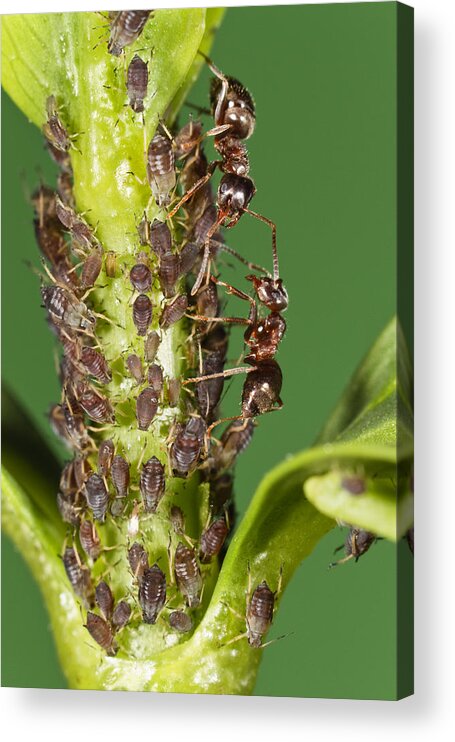 Mp Acrylic Print featuring the photograph Ant Formicidae Pair Protecting Aphids by Konrad Wothe