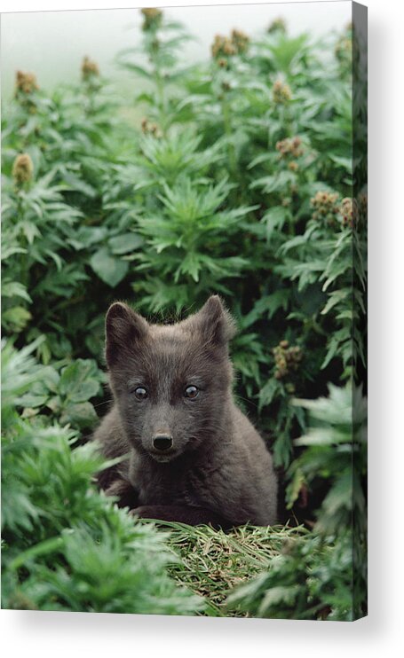 Mp Acrylic Print featuring the photograph Arctic Fox Alopex Lagopus Young Pup by Gerry Ellis