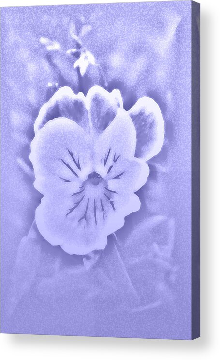 Pansy Acrylic Print featuring the photograph Artistic Pansy by Karen Harrison Brown