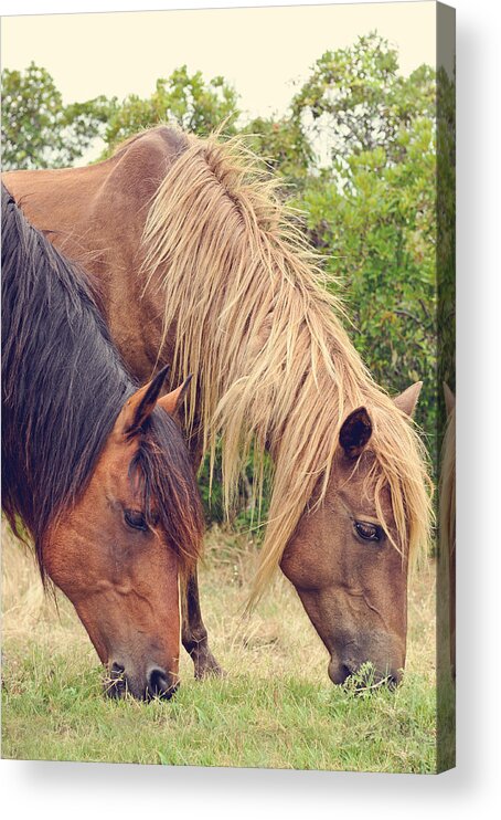 Ponies Acrylic Print featuring the photograph Assateague ponies by Kelley Nelson