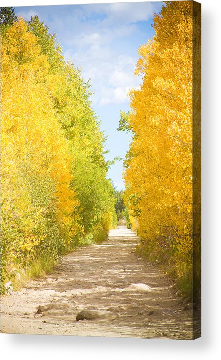 Autumn Acrylic Print featuring the photograph Autumn Back County Road by James BO Insogna