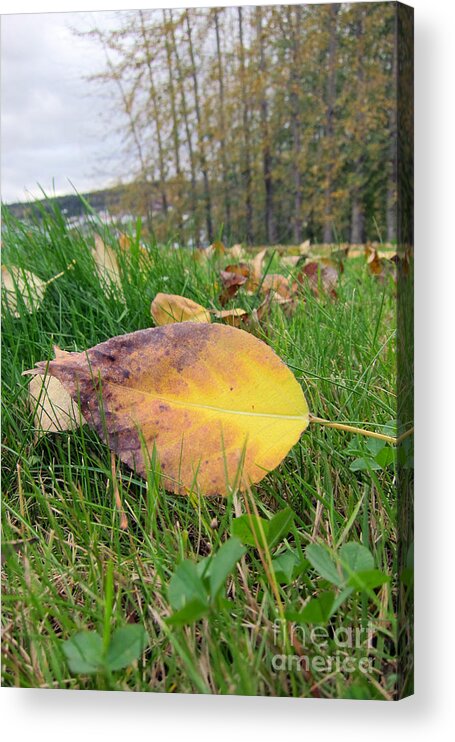 Yellow Acrylic Print featuring the photograph Autumn Leaf on Green by Michelle Bergersen