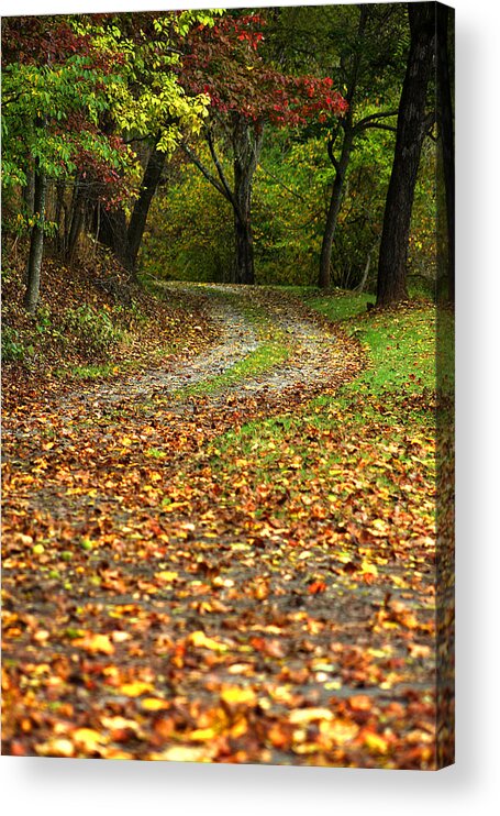 Autumn Acrylic Print featuring the photograph Autumn walk in the forest by Emanuel Tanjala