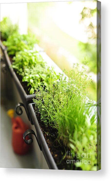 Herbs Acrylic Print featuring the photograph Balcony herb garden by Elena Elisseeva