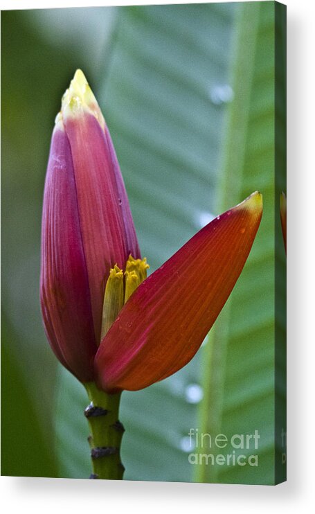 Nature Acrylic Print featuring the photograph Banana Heart by Heiko Koehrer-Wagner
