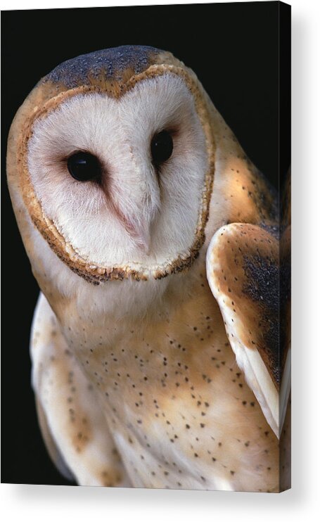 Mp Acrylic Print featuring the photograph Barn Owl Tyto Alba Portrait, Worldwide by Gerry Ellis