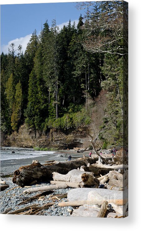China Beach Acrylic Print featuring the photograph BEACHED LOGS china beach vancouver island BC by Andy Smy
