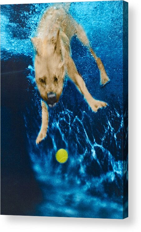 Dog Acrylic Print featuring the photograph Belly Flop by Jill Reger
