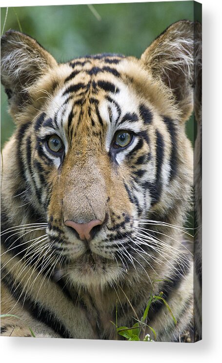 00451356 Acrylic Print featuring the photograph Bengal Tiger 1.5 Year Old Cub by Suzi Eszterhas