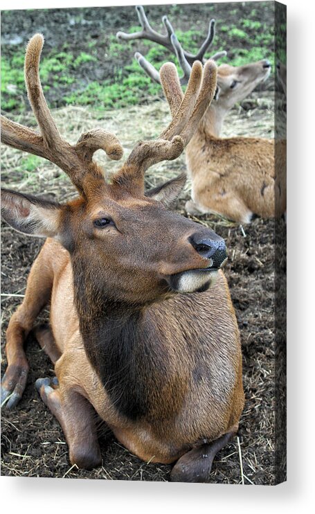 American Acrylic Print featuring the photograph Big Fella by Karol Livote