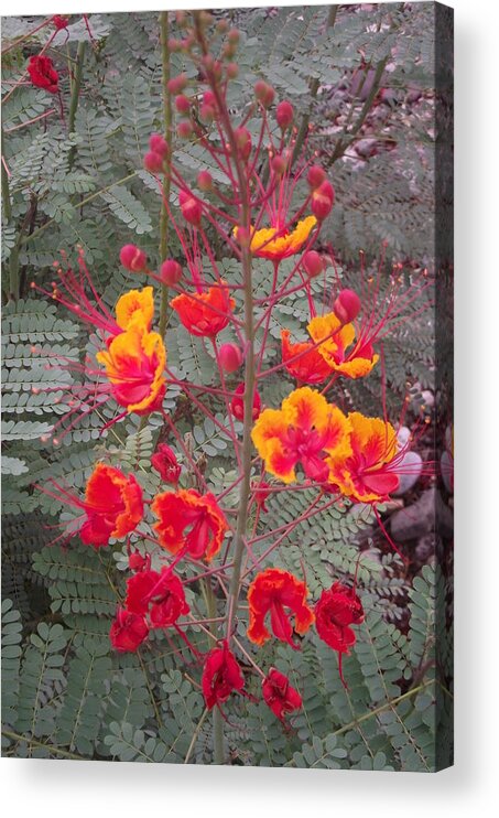 Flowers Acrylic Print featuring the photograph Bird of Paradise by Jayne Kerr 