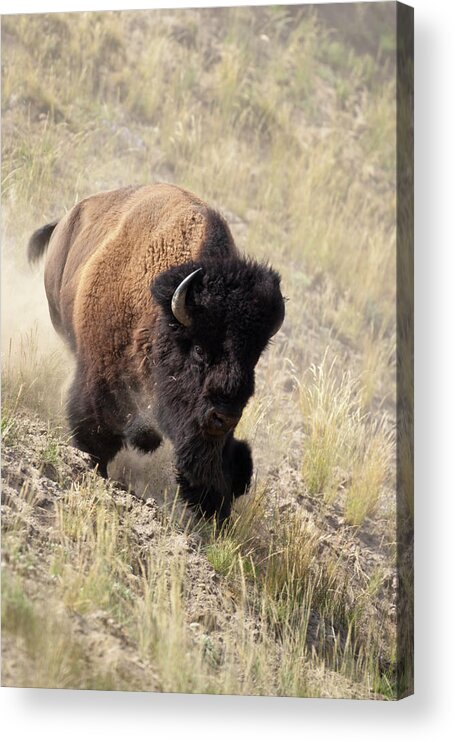 Bison American Bufffalo Bull Yellowstone Acrylic Print featuring the photograph Bison bull by D Robert Franz