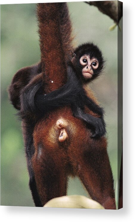 Mp Acrylic Print featuring the photograph Black-handed Spider Monkey Ateles by Christian Ziegler