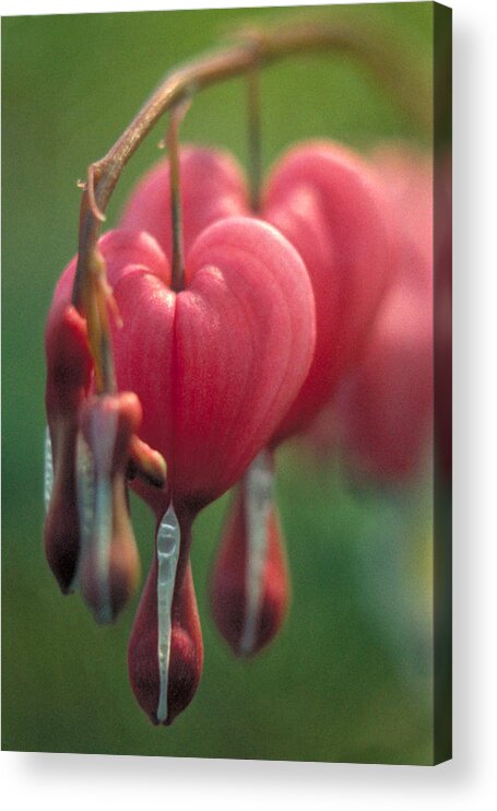 Flowers Acrylic Print featuring the photograph Bleeding Hearts by Garry McMichael