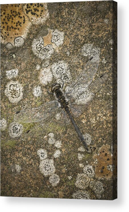 Dragonfly Acrylic Print featuring the photograph Blending In by Andy Astbury