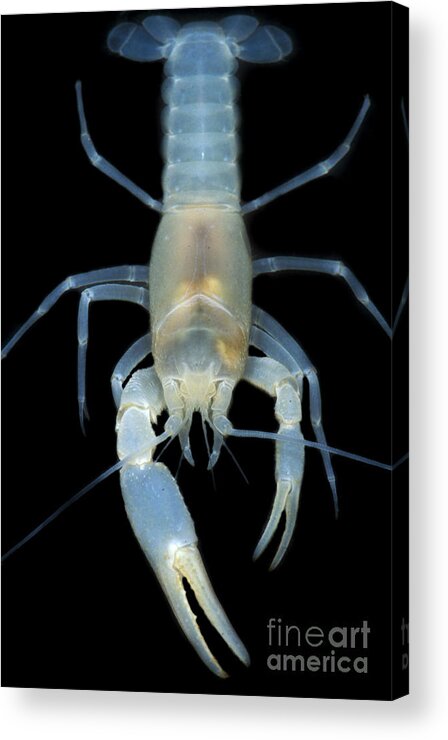 Blind Groundwater Crayfish Acrylic Print featuring the photograph Blind Groundwater Crayfish by Dante Fenolio