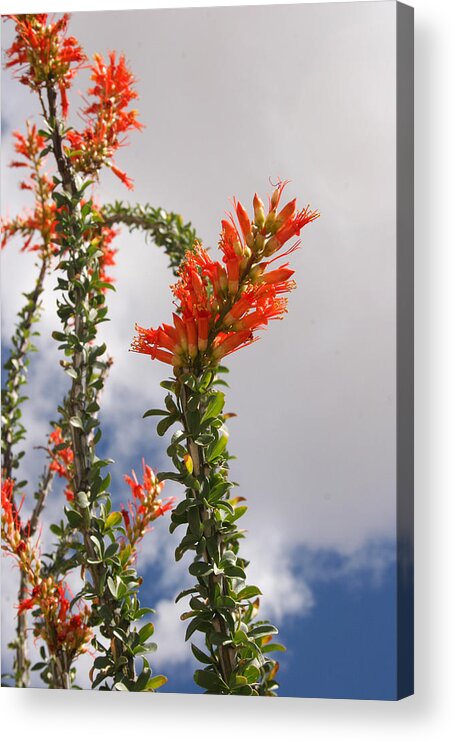 Cactus Acrylic Print featuring the photograph Blooming Ocotillo by Dina Calvarese