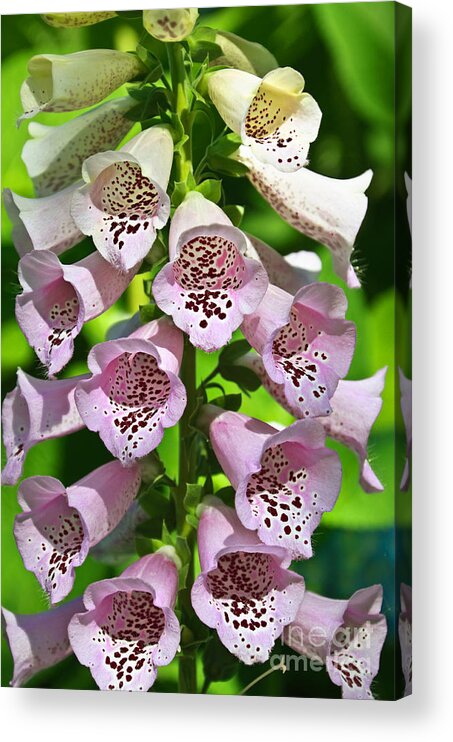 Andee Design Foxglove Acrylic Print featuring the photograph Blow The Trumpet Flora by Andee Design