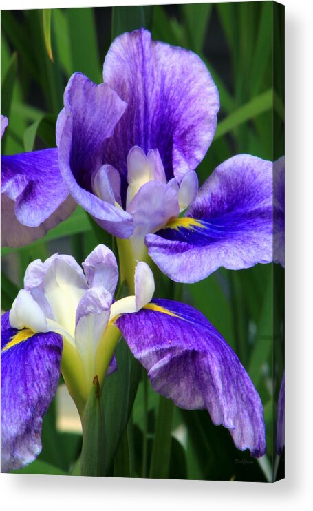 Iris Acrylic Print featuring the photograph Blue Irises by Deborah Crew-Johnson